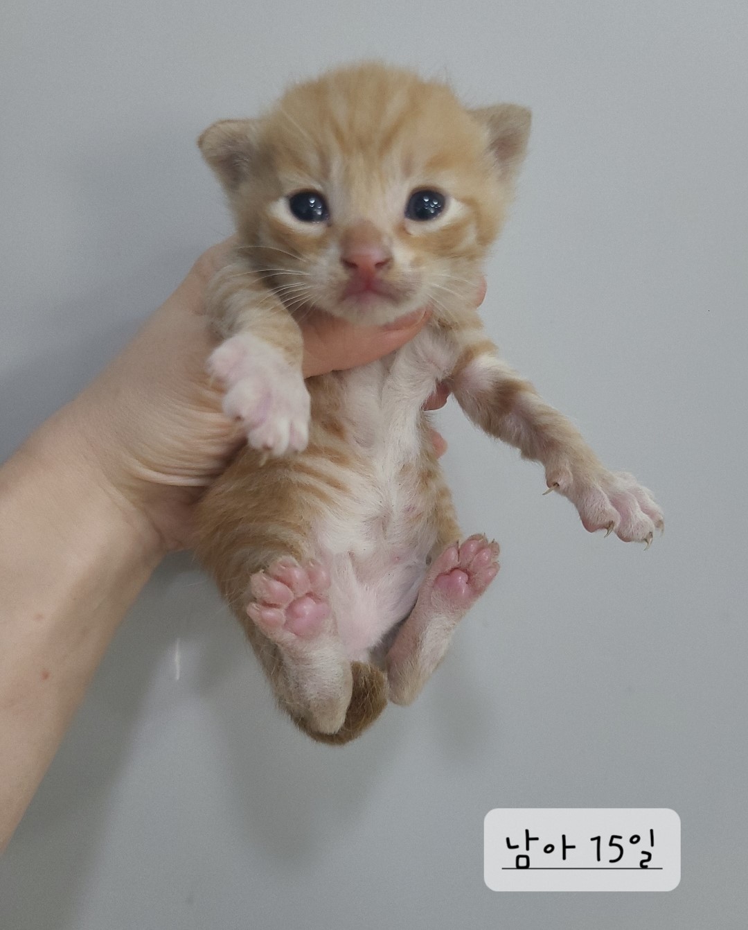 한국 고양이 이미지 파일 입니다.